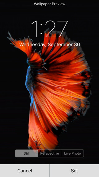 Red blue fish event date - fish free wallpaper for mobile