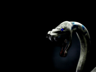 Snake mouth open tongue out - its mouth open free wallpaper for desktop