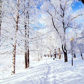 Snowy path trees streetlight blue - free winter wallpaper for tablet