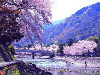 Man riverbank bridge cherryblossoms mountain 2 - japan aya goda free wallpaper
