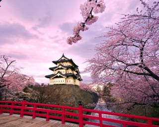 Red bridge castle cherry blossoms 3 - japan daualset free wallpaper