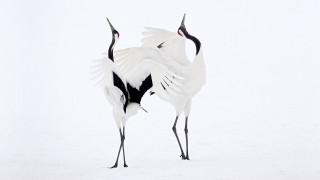 Two birds snow wings spread - their wing free wallpaper