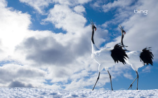 Two birds snow legs spread - their wing free wallpaper