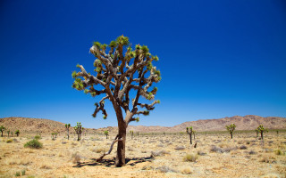 Large cactus tree desert landscape - large free wallpaper for desktop