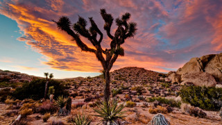 Large cactus tree desert sunset - ansel adams free wallpaper