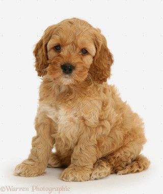 Small brown dog white floor - free dogs wallpaper for mobile