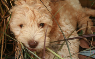 Dog laying grass sad look 2 - his face and nose free wallpaper