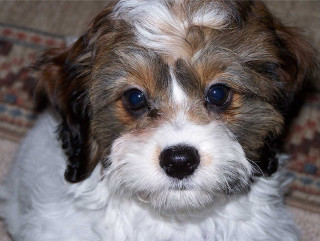 Small dog brown white face - a small dog free wallpaper for desktop