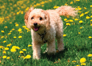 Dog standing field dandelions mouth - tongue free wallpaper for desktop