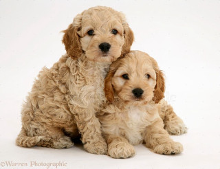 Puppies sitting white background image - a white background behind them free wallpaper