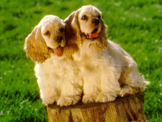 Dogs stump field open mouth - brothers hildebrandt free wallpaper
