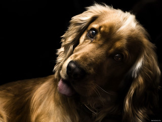 Dog tongue out looking camera - its tongue free wallpaper