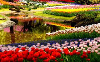 Field flowers pond rainbow colorful - rich vivid color free wallpaper