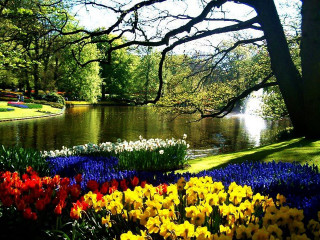 Pond flowers tree background foreground - free spring wallpaper