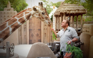 Man feeding giraffe carrots zoo - a giraffe free wallpaper