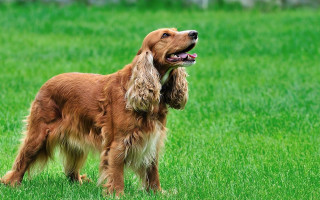 Dog standing field grass mouth - a field of grass free wallpaper