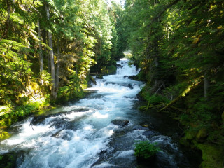 River lush green forest trees 4 - river free wallpaper