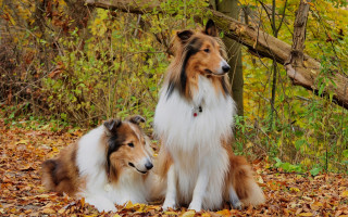 Two dogs sitting leaves woods - two dog free wallpaper