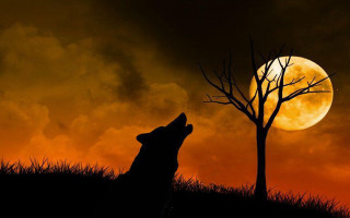 Wolf full moon tree grass 2 - caspar wolf free wallpaper for desktop