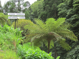 Forest sign lush green trees - in the middle free wallpaper