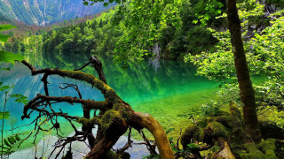 Lake trees mountains green nature - tree and mountains free wallpaper for desktop