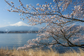 Tree white flowers water mountain - japan aya goda free wallpaper