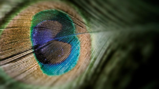 Peacock feathers closeup blue eye - feather free wallpaper