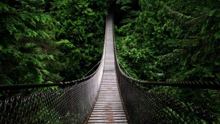Suspension bridge forest trees walkway 4 - a walkway free wallpaper
