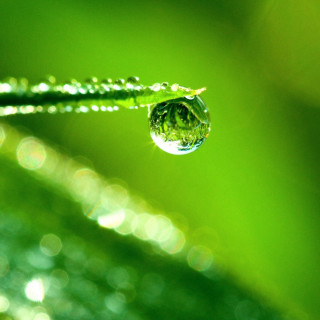 Water drop green leaf blurry 2 - free nature wallpaper for tablet