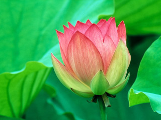 Pink flower green leaves blurry 16 - bloom free wallpaper for desktop