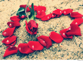 Heart shaped red flowers green - red flower free wallpaper