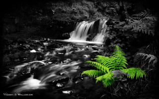 Fern stream waterfall blackandwhite nature - adobe lightroom free wallpaper