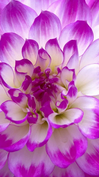 Purple white flower close up - cindy wright free wallpaper for mobile