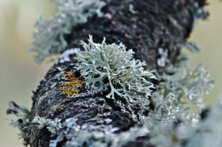Tree moss lichen yellow white - moss free wallpaper
