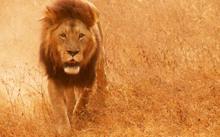Lion walking dry grass field - dry free wallpaper for desktop