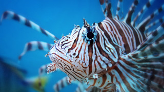 Close up fish blue background - aquirax uno free wallpaper