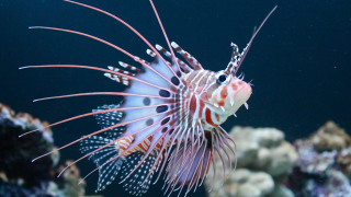 Lionfish aquarium corals marine life - coral free wallpaper