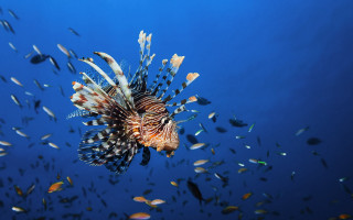 Lionfish swimming ocean surrounded fish - fish free wallpaper