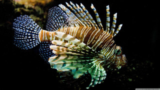 Lionfish swimming water head turned - its tail free wallpaper