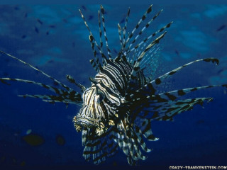 Lionfish coral reef ocean fish - aquirax uno free wallpaper