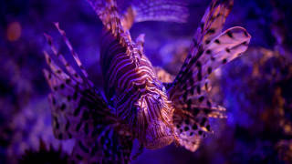 Purple lionfish aquarium glowing hologram - rich color free wallpaper