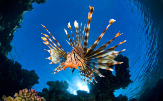 Lionfish ocean blue sky corals - underwater free wallpaper for desktop