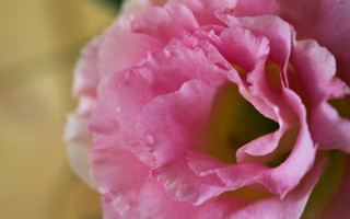 Pink flower yellow background blurry 9 - betye saar free wallpaper for desktop