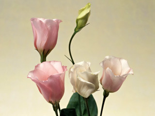 Vase three flowers tabletop beige - a beige background free wallpaper