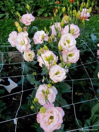 Pink flowers wire fence garden - free flowers wallpaper for mobile