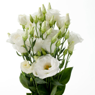 Vase white flowers table white - free flowers wallpaper for tablet