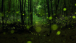 Forest green fireflies flying leaves - lot free wallpaper
