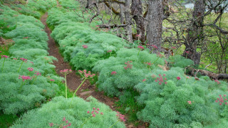 Lush green forest path flowers 2 - flower and trees free wallpaper