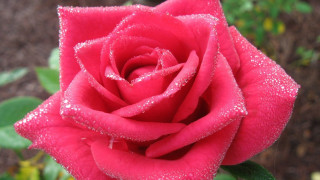Red rose water droplets petals 7 - petal free wallpaper