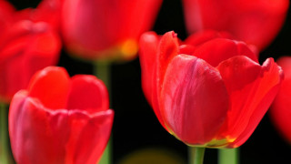 Red flowers black background yellow - corneille free wallpaper